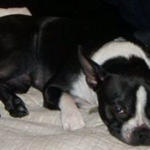 Meet your Posher, Pepper